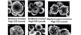 Coccolithophores and Elevated CO2 levels